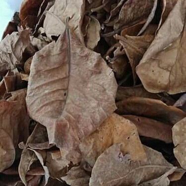 

TERBAIK DAUN KETEPENG KERING HERBAL- 250 GRAM