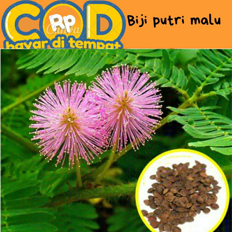 Benih/biji tanaman putri malu isi 100 biji