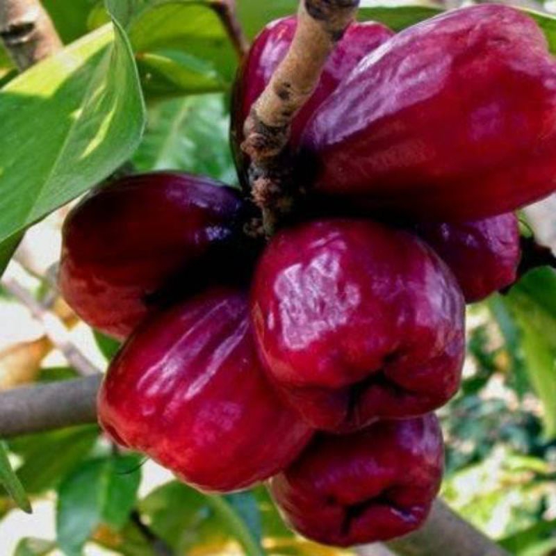 bibit jambu Jamaika cepat berbuah,3 bibit 1 kg