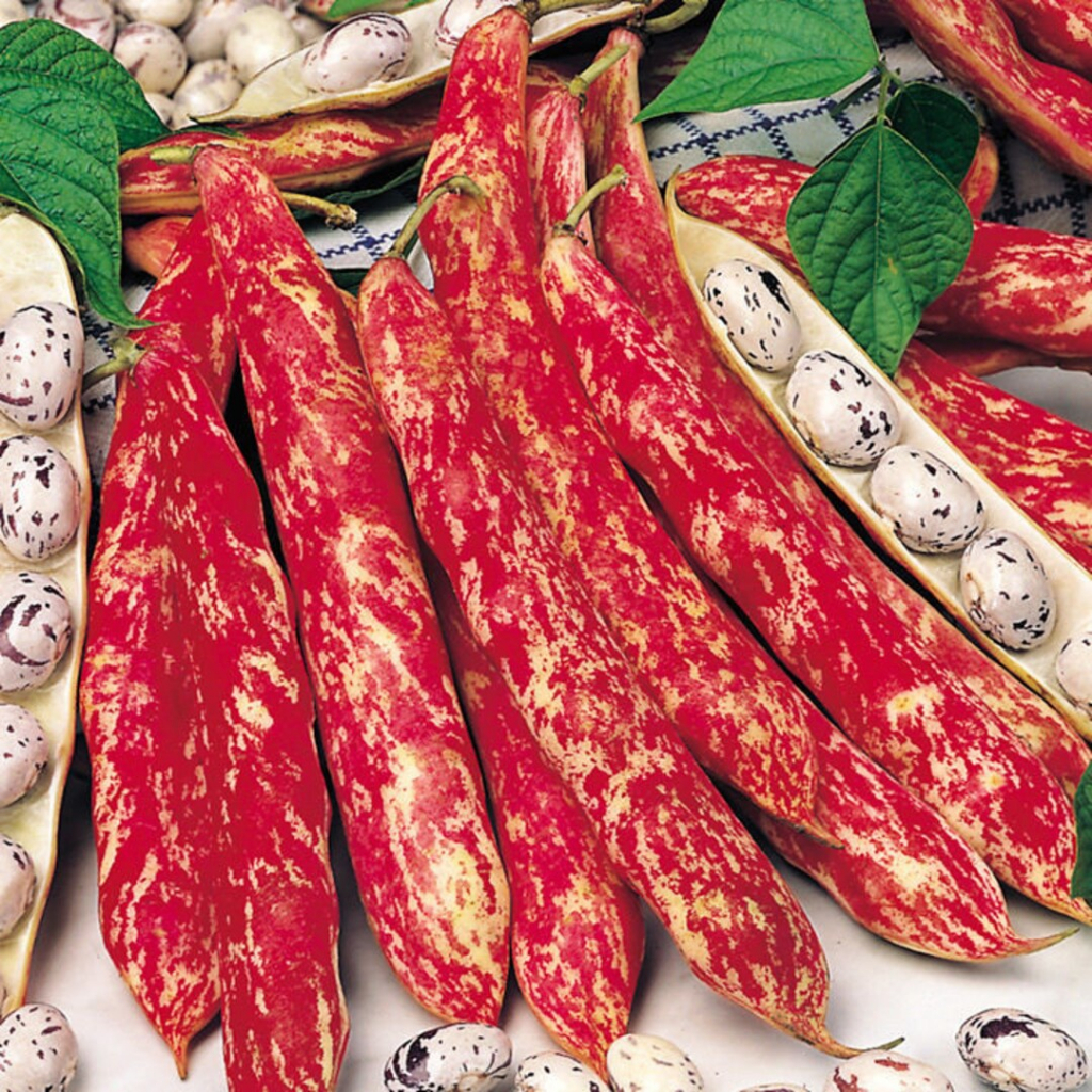 Benih Bibit Biji - Climbing Borlotto Bean Lingua Di Fuoco 2 Seeds - IMPORT