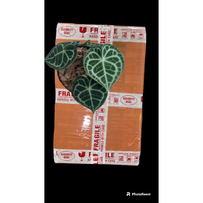 pagoda clarinervium gambar box cantik