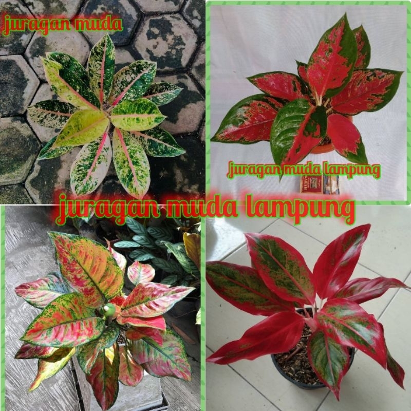 (COD√) PAKET HEMAT 4 JENIS BUNGA AGLONEMA BONUS 1 AGLONEMA