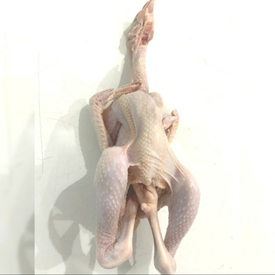 

Ayam Pejantan Kalasan Sedang 700gr - 800gr