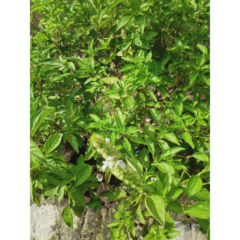 

daun kemangi segar