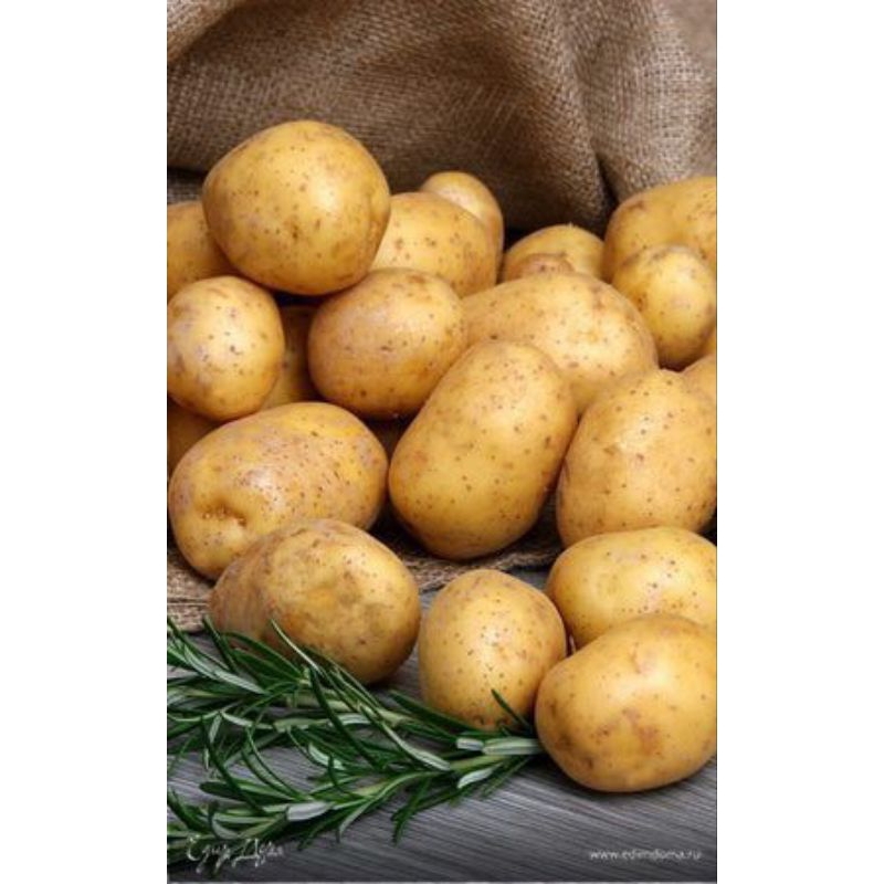 

Kentang Segar 500 gr Sayur Bangil isi 2-3 pcs