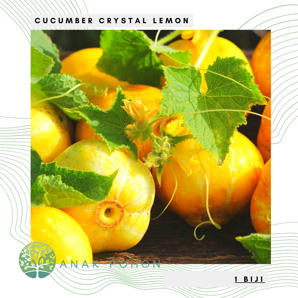 Benih Bibit Biji - Cucumber Crystal Lemon Mentimun Heirloom Seeds - IMPORT