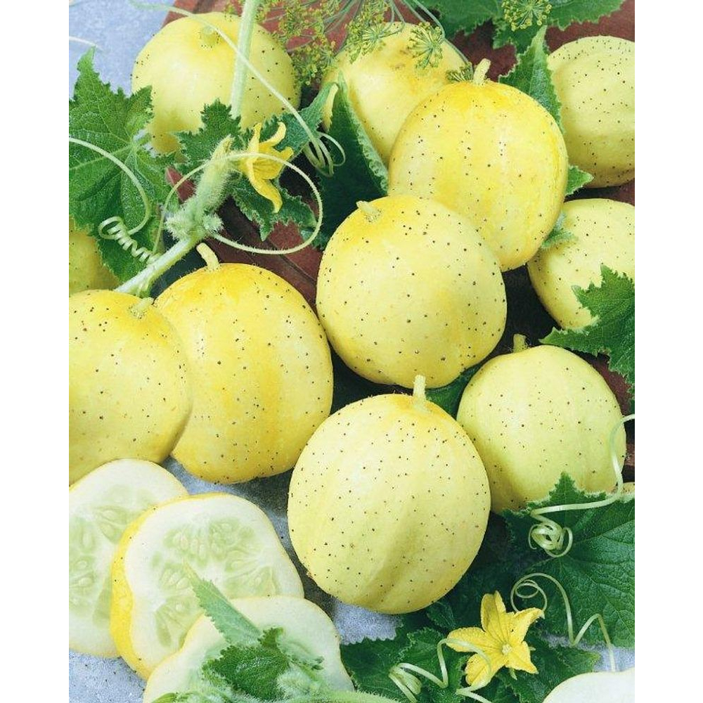 Benih Bibit Biji - Cucumber Crystal Apple Mentimun Kristal Apel Heirloom Seeds - IMPORT