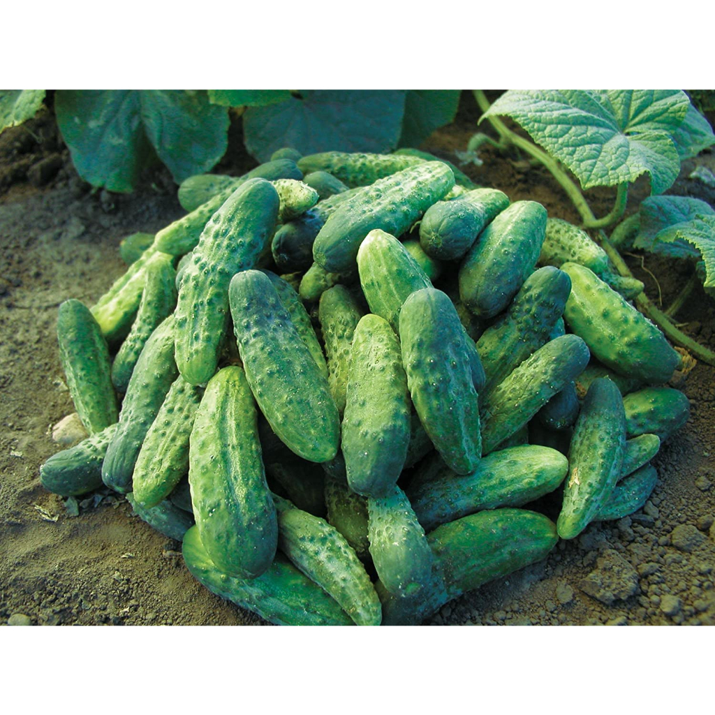 Benih Bibit Biji - Cucumber Gherkin Anulka F1 Mentimun Hibrida Seeds - IMPORT