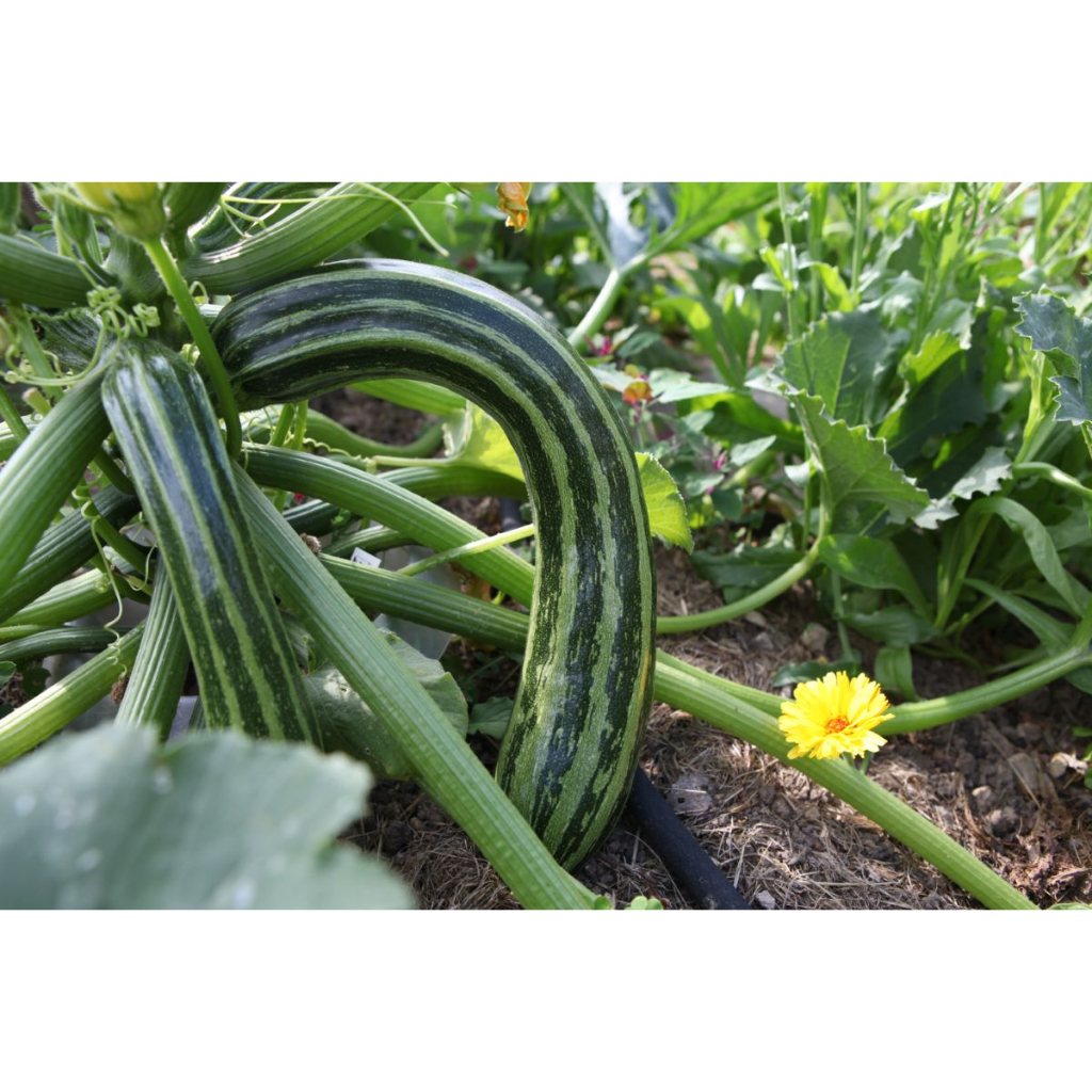 Benih Bibit Biji - Courgette Striato D’Italia Italian Zucchini Zukini Heirloom Seeds - IMPORT