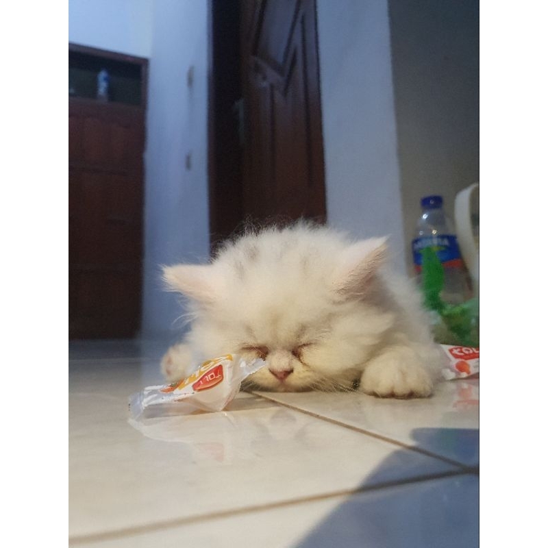 KITTEN PERSIA BETINA