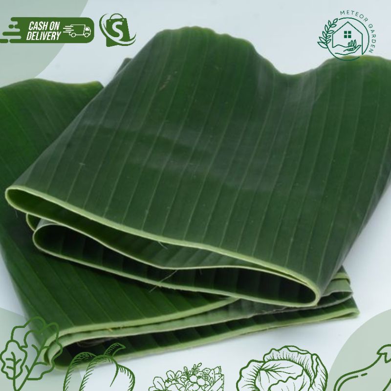 

DAUN PISANG