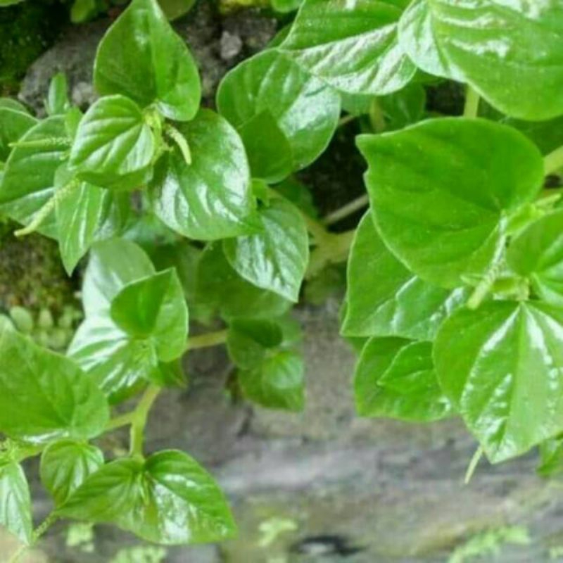 

Daun sirih cina/suruhan minimal beli 10 P0HON