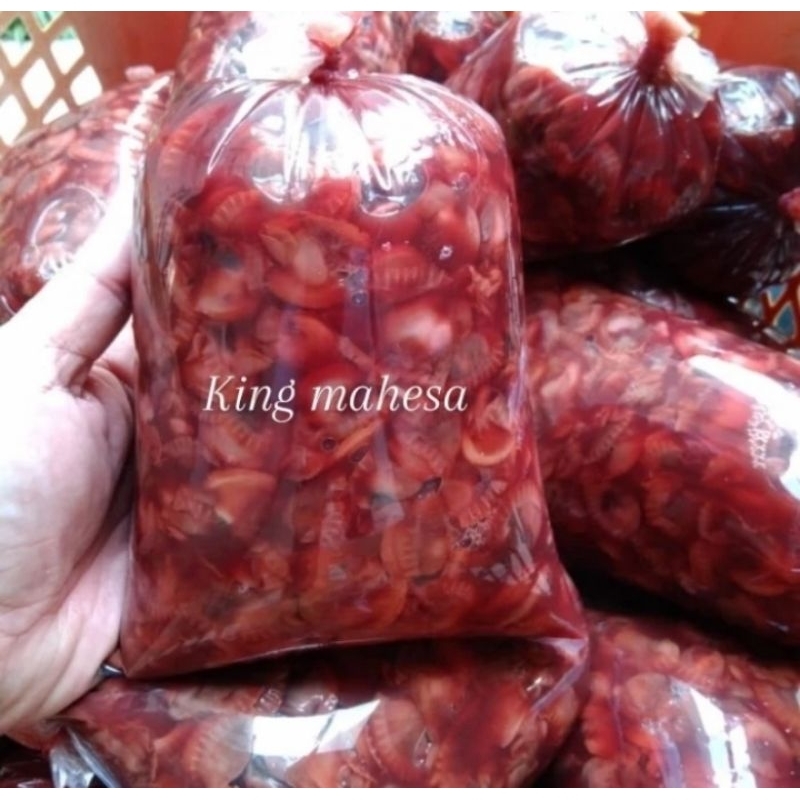 kerang dara kupas daging kerang dara fresh