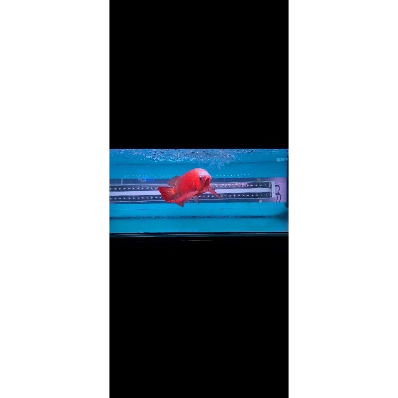 AROWANA SUPER RED MERAH CHILI MERAH TERANG 50CM