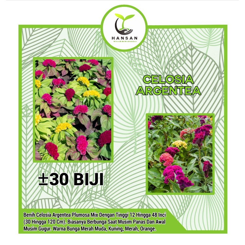 30 Benih Bunga Celosia Argentea Bibit Tanaman Bunga Celosia Jengger