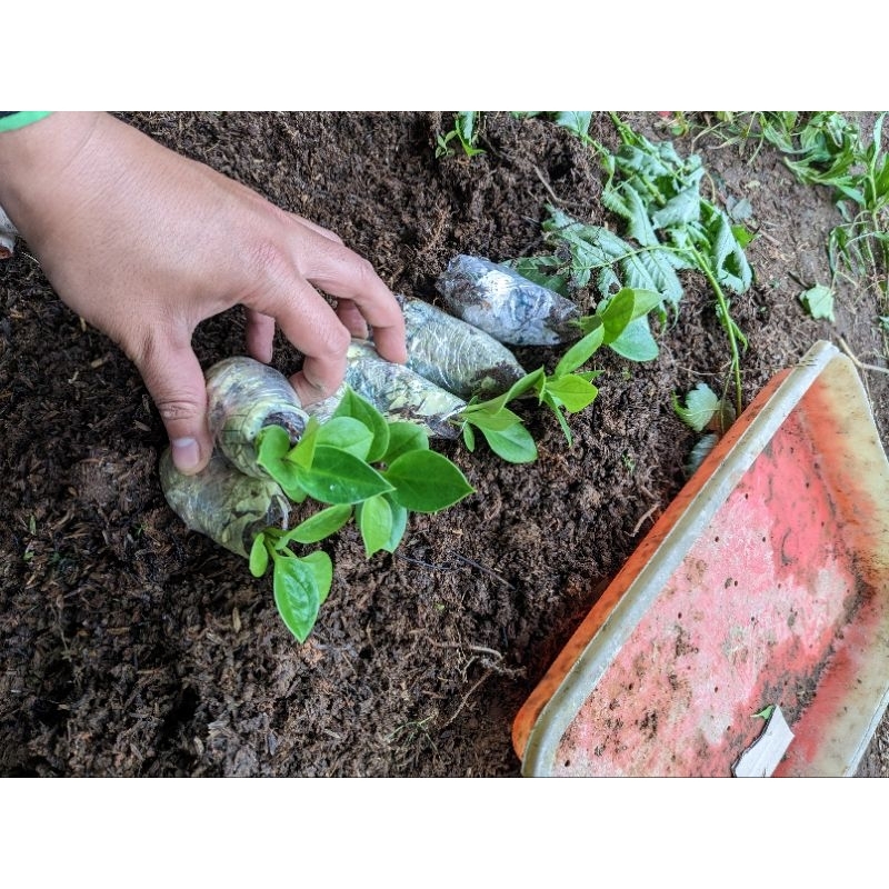 DIARY PETANI - Anakan Jemani Mangkok Tornado Ijo Anakan