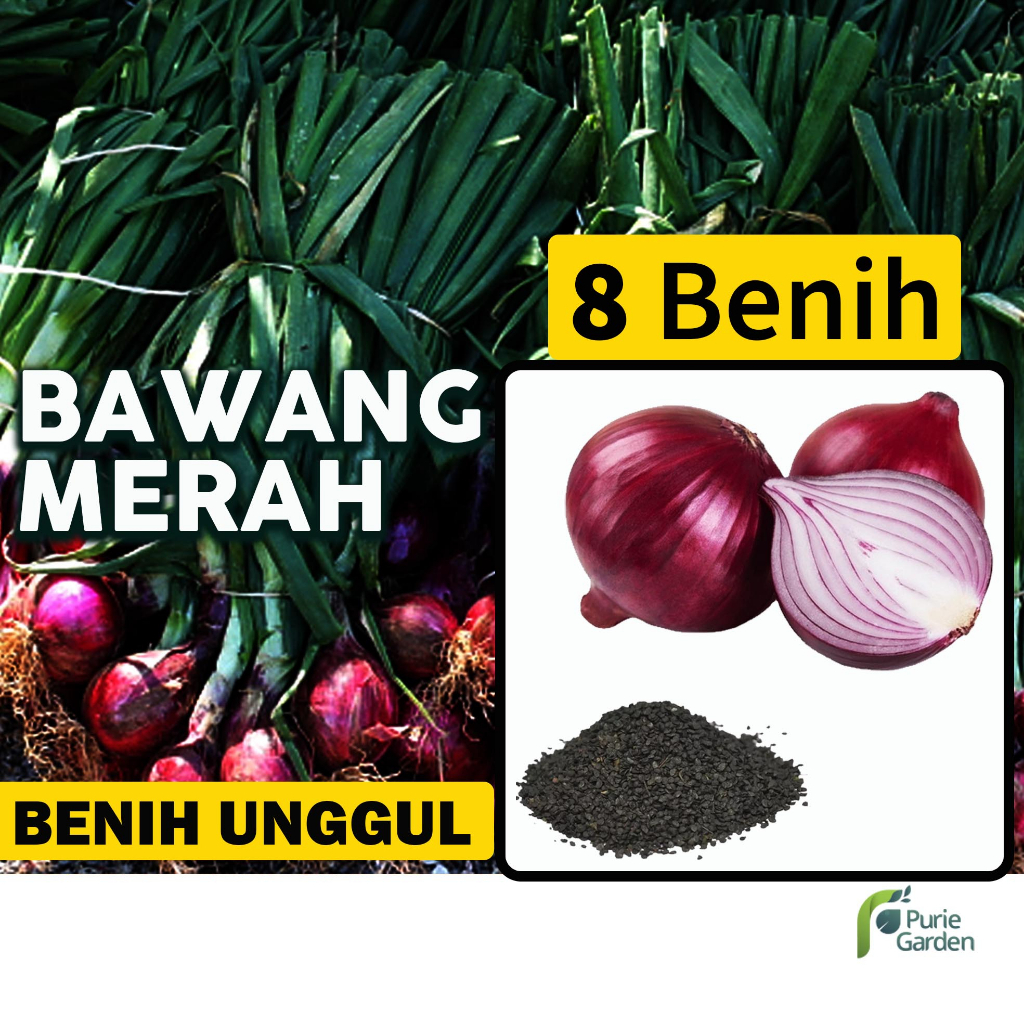 Benih Bibit Bawang Merah 8 Benih Seribuan PG SBY