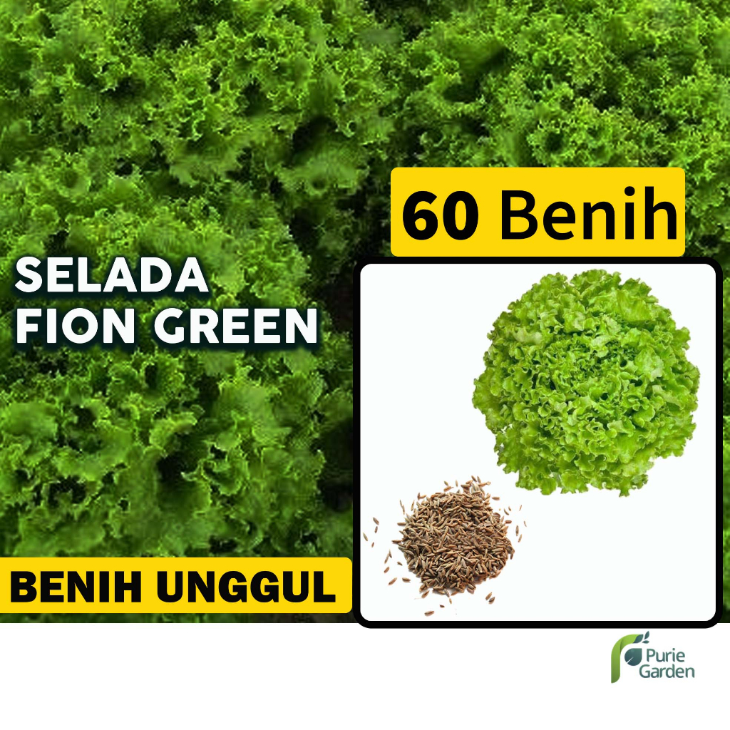 Benih Bibit Selada Hijau Fion Green 60 Benih Dua Ribuan PG SBY