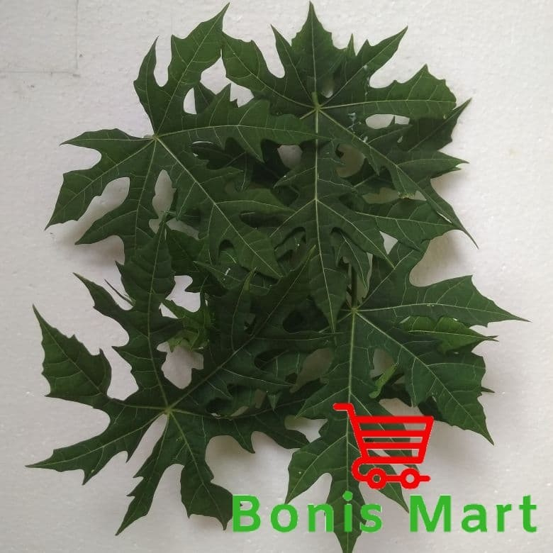 

Daun Gedi | Daun Kates Pagar.