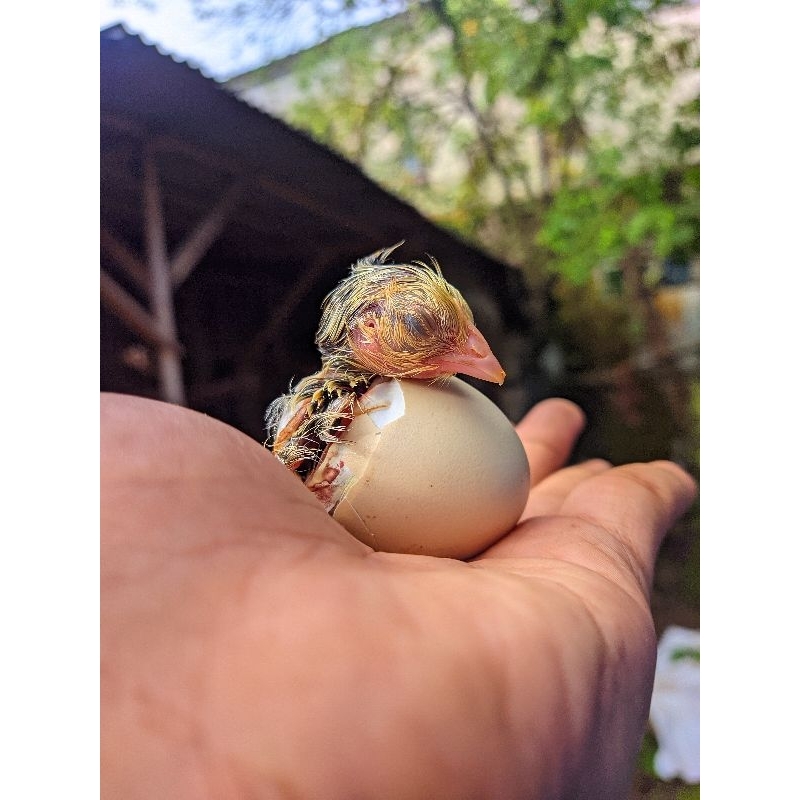 TELUR AYAM KAMPUNG FERTIL