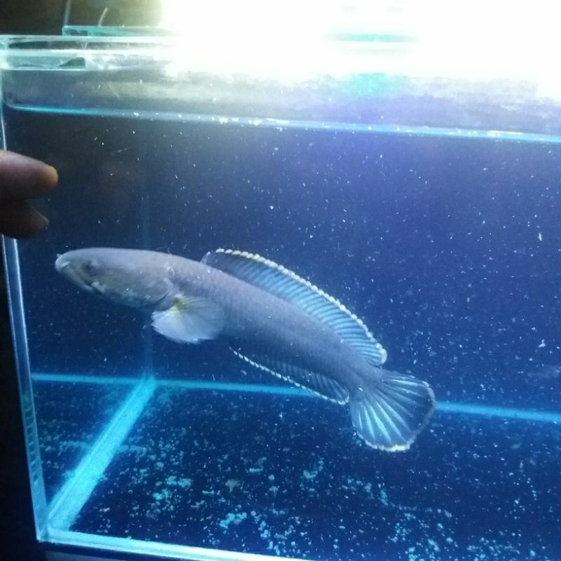 Canna Limbata jumbo style