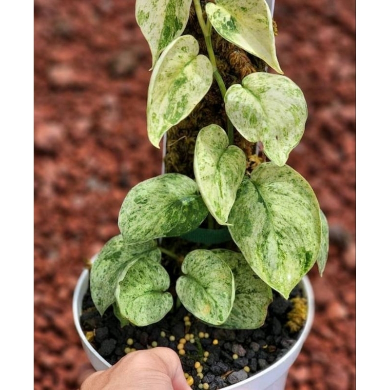 endemik scindapsus marble queen varigata ( rilpik )