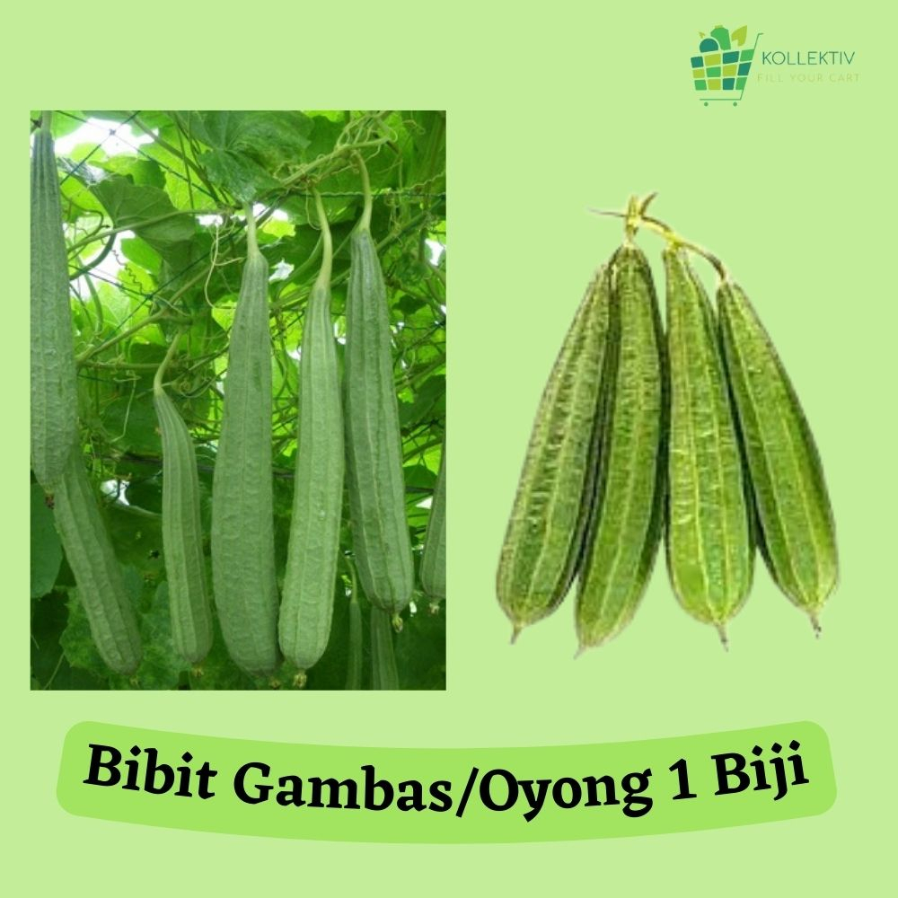 Bibit Oyong / Gambas / Benih Sayuran