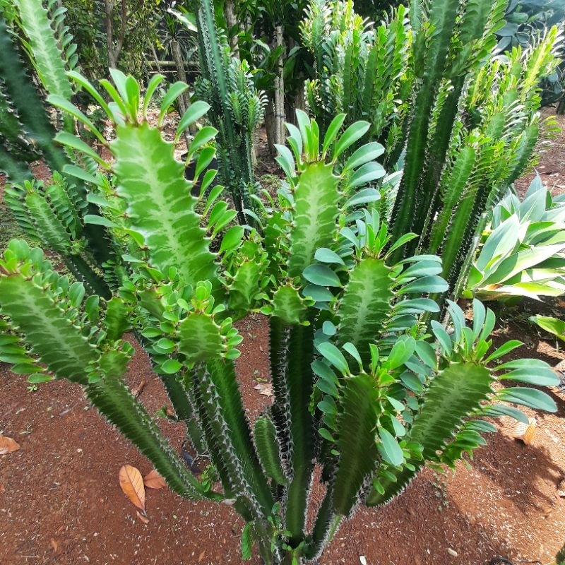 tanaman hias euphorbia trigona pohon kaktus berdaun euphorbia trigona tinggi 1 meter