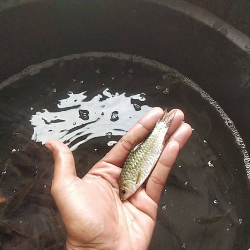 baby ikan wader hidup pakan predator / untuk isi akuarium aquaacape juga  keren isi 20 ikan ukuran 4