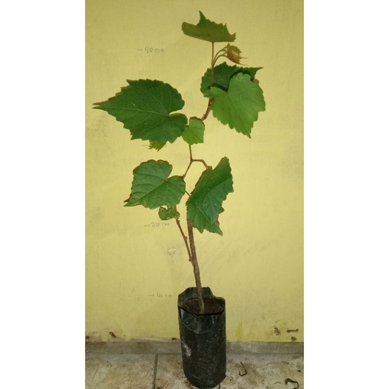 bibit rootstock Kober 5bb isi 2