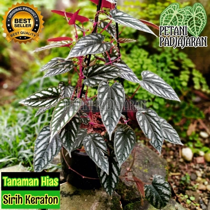 Tanaman Hias Sirih Keraton - Sirih Keraton