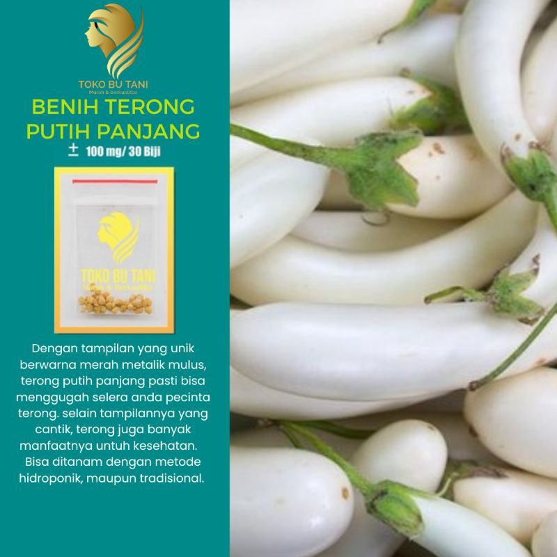 Benih  Sayuran Terong Putih Panjang Pulus Bibit Sayuran Unggul Bintang Asia Tanaman Sayur Repack Berkualitas