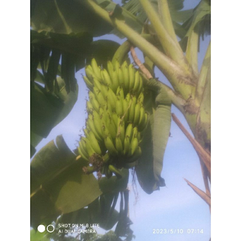 bibit pisang ambon warangan