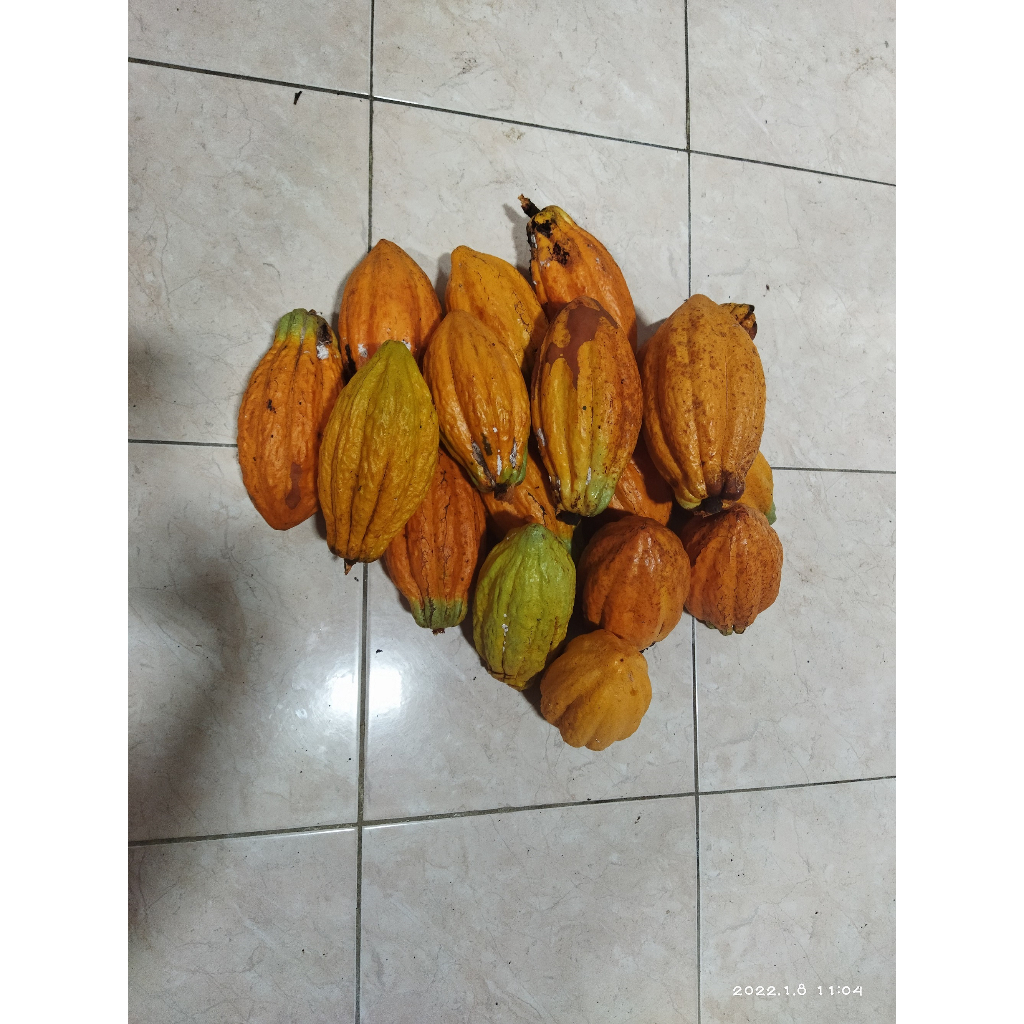 

buah coklat kakao fresh petik dari pohon 1 kg