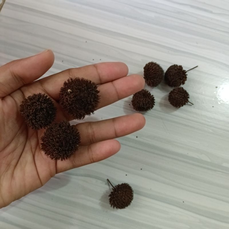 Termurah pompom kering bunga pompom harga 1pcs