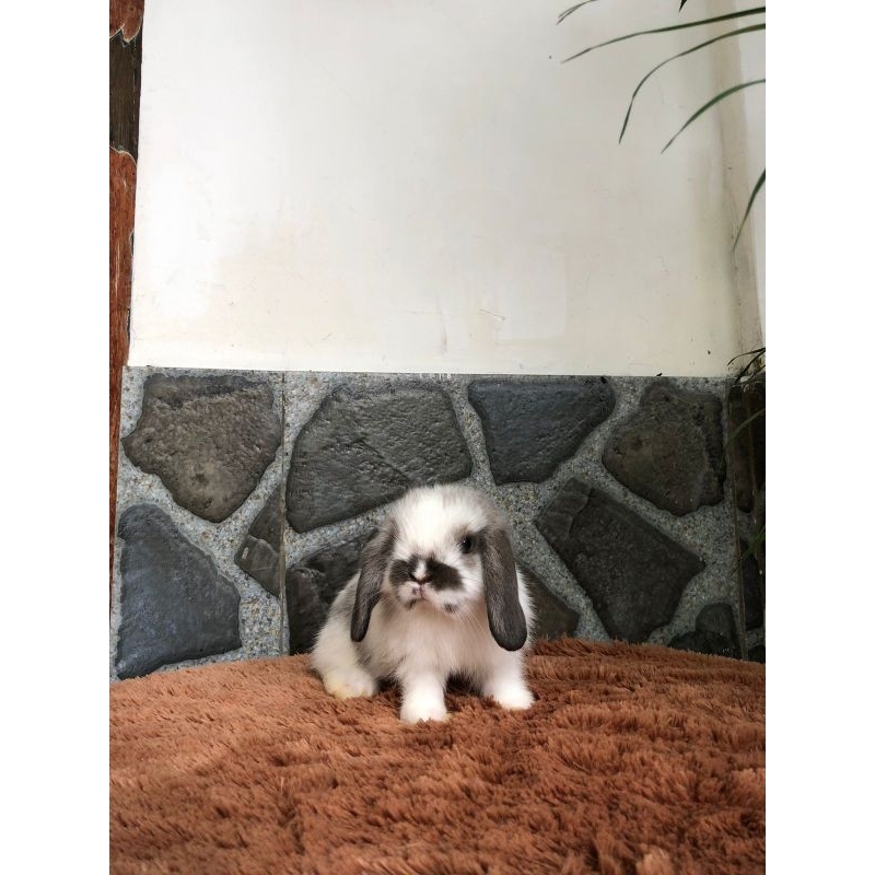 KELINCI HIAS HOLLAND LOP | PET QUALITY