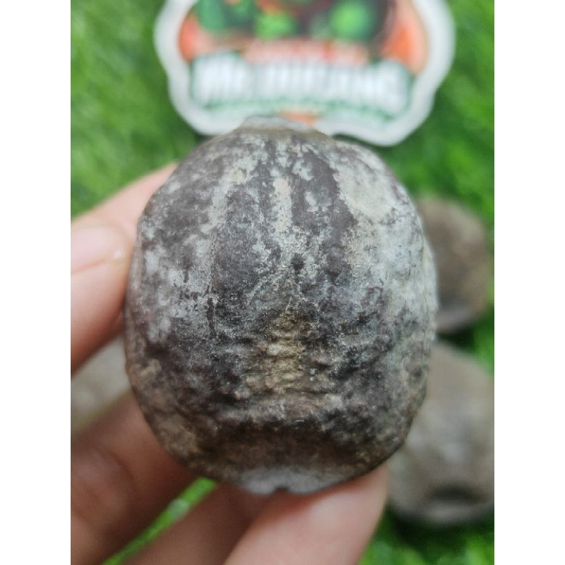 MUNCANG ADU JALIM CHAMPION ( MD X PAIT). (BUKAN JALIM CP) POSISI KOPONG