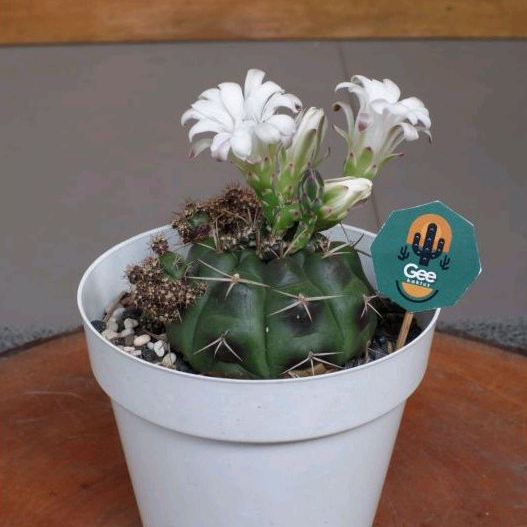 Damsi ungu Kaktus Miha/ Sukulen / Tanaman kaktus / pot kaktus / kaktus ownroot / kaktus potelan / ha