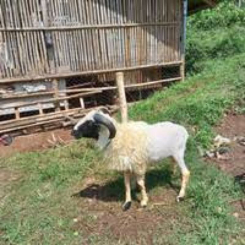 

DOMBA QURBAN parahiyangan