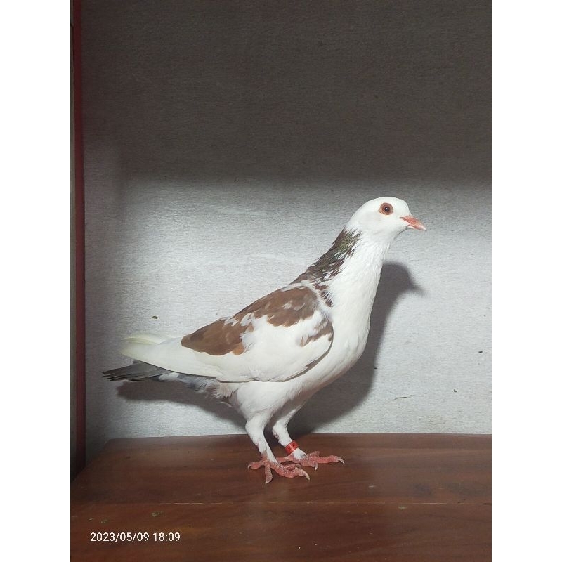 merpati betina anak Milan