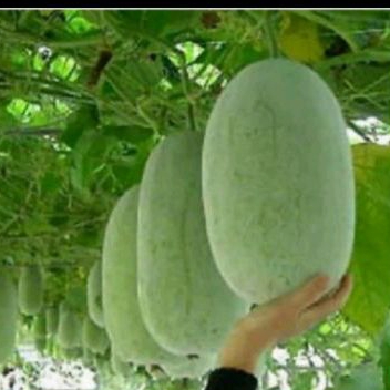 

buah beligo buah kundur,buah bligo baru petik 2,2-2,5 kg buah utuh