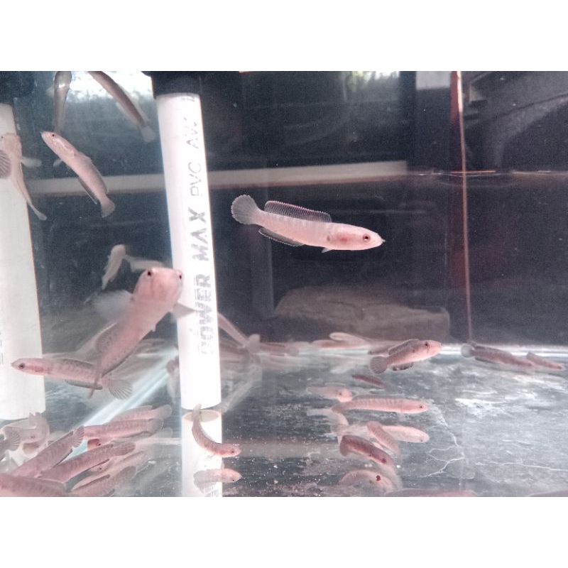 Channa Limbata CB Size 5-7 Cm