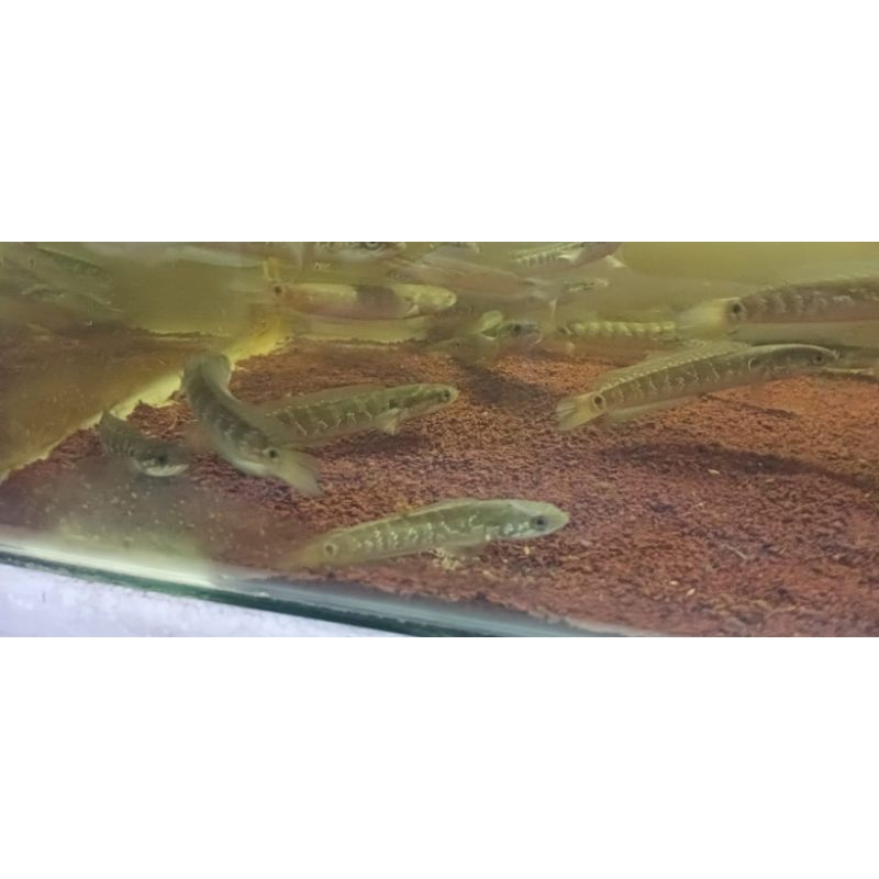 channa asiatica RS/ws.7-8cm