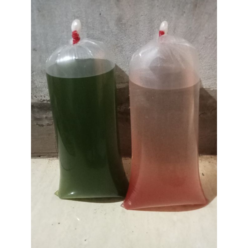 kutu air+ air hijau pakan kutu air