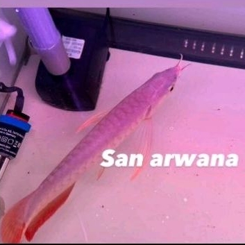 

sepauk super red i THIAU lung SR ITL Chili red arowana