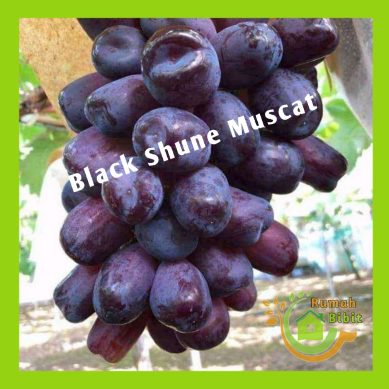 Bibit Anggur Import Black Shine Muscat Grafting