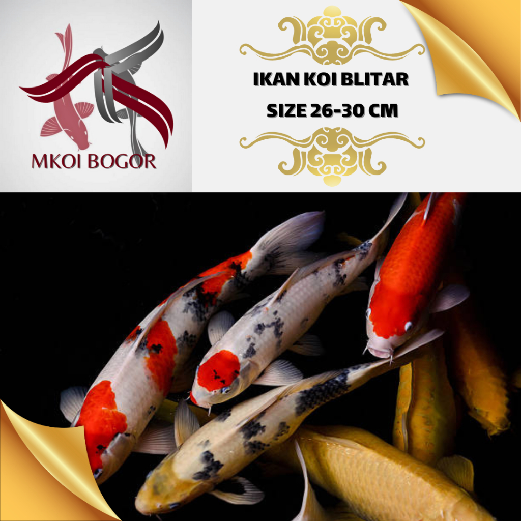 Ikan Koi Blitar Size 26-30 cm - Koi Blitar Murah - Ikan Koi Grade A -HQ - Koi