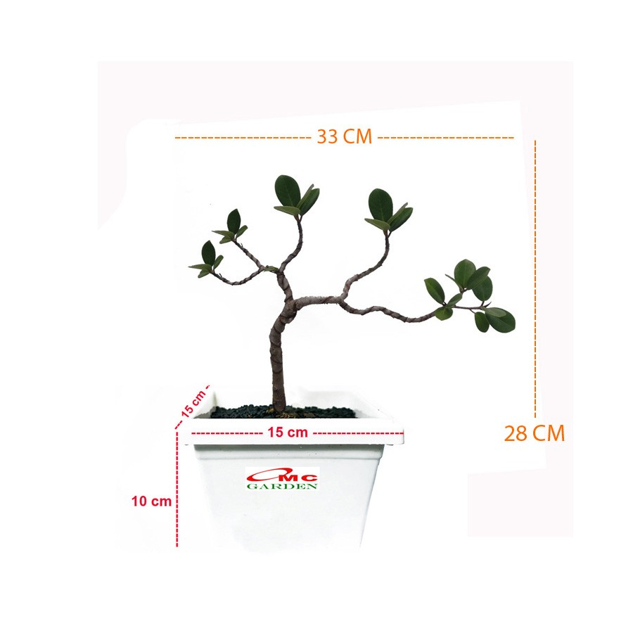 Tanaman Hias Pohon Bonsai Mame Beringin Korea Mini Dolar B-BK-021