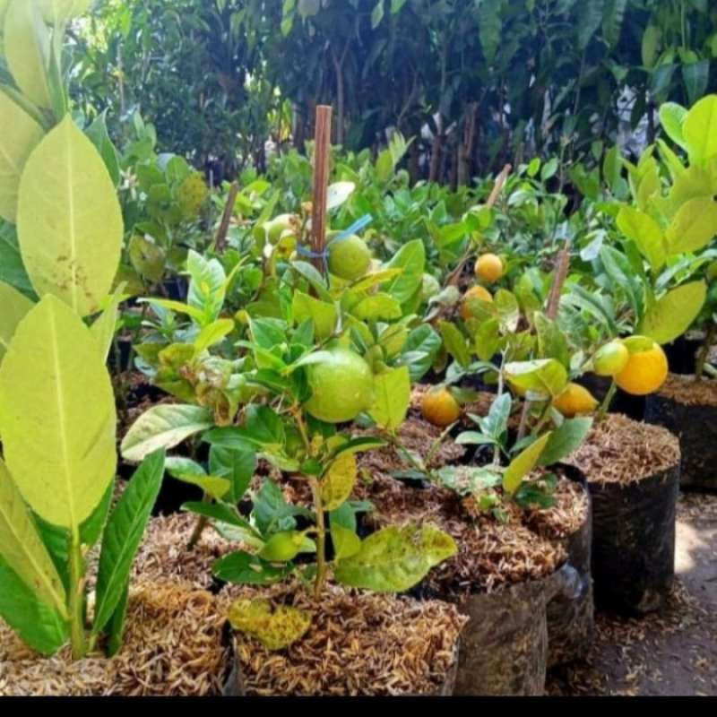 Bibit Tanaman Buah Jeruk Lemon California Okulasi (Berbunga, berbuah)