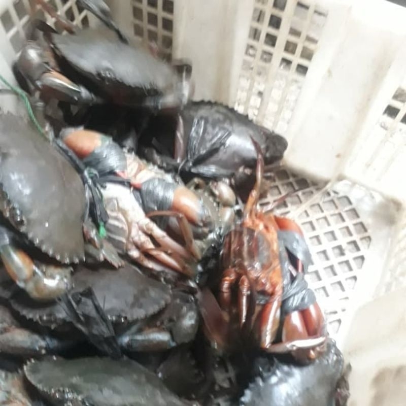 

kepiting betina tellor 6ekor/kg